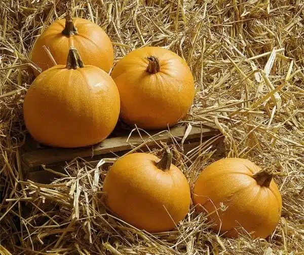 Cucurbita pepo (цукіні) One Ball F1 - малюнак 3