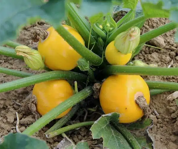 Cucurbita pepo (цукіні) One Ball F1 - малюнак 2