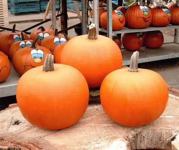 Batido de Cucurbita pepo Naranja F1