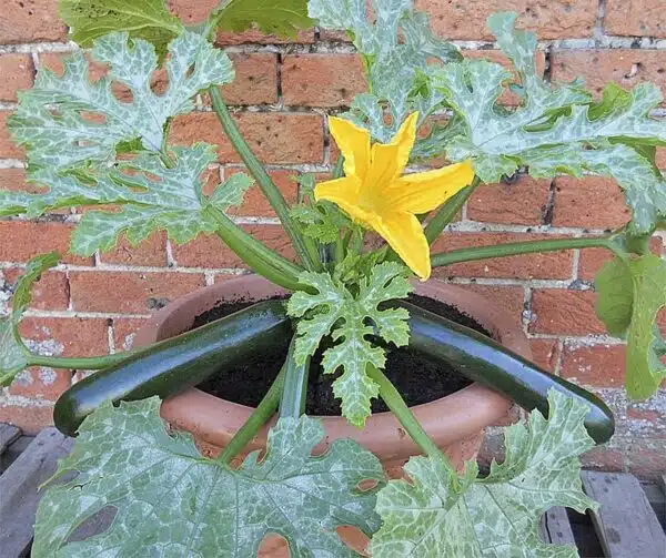 Cucurbita pepo (Zucchini) Patio Star F1