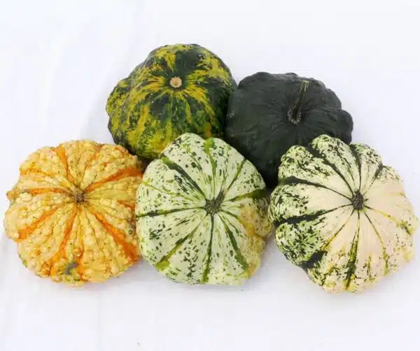 Miscela Cucurbita pepo Patisson Strie - Immagine 2