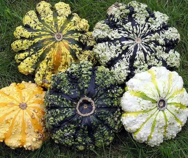 Miscela di Cucurbita pepo Patisson Strie