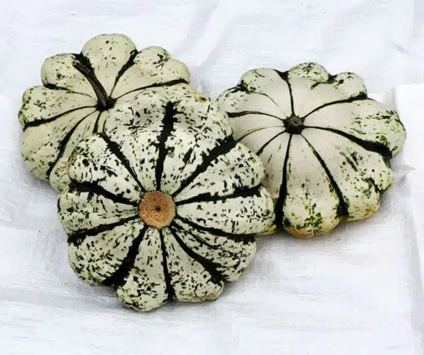 Cucurbita pepo Patisson Green-White - Afbeelding 2