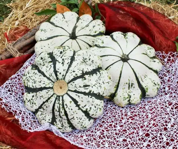 Cucurbita pepo Patisson Green-White