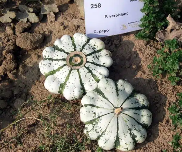 Cucurbita pepo Patisson Green-White - Afbeelding 3