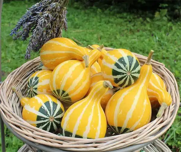 Cucurbita pepo Poire bicolore