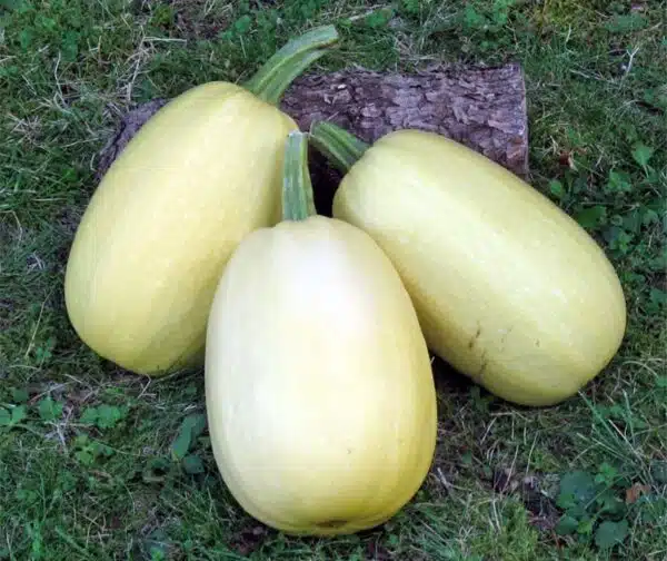 Cucurbita pepo Pinnetti F1 - Bild 2