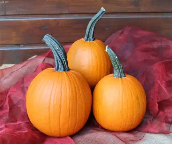 Cucurbita pepo Pipsqueak F1 PMT