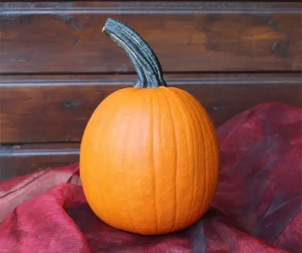 Cucurbita pepo Pipsqueak F1 PMT - Bild 2