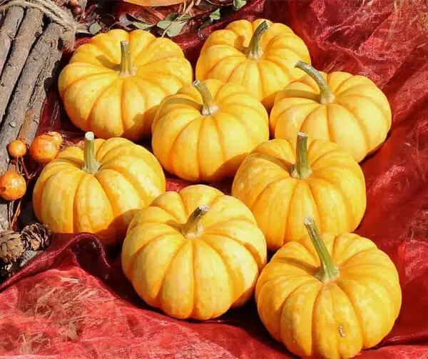 Cucurbita pepo Puccini F1