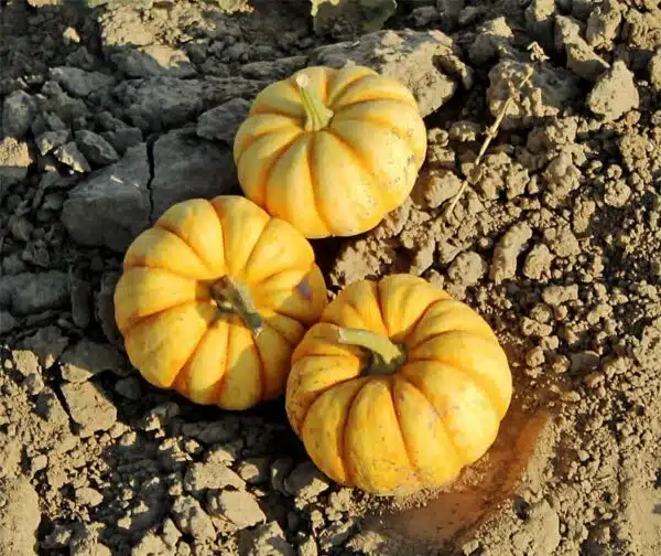 Cucurbita pepo Puccini F1 - Image 3