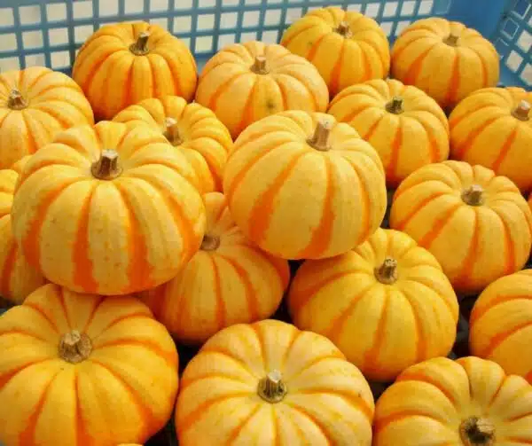 Cucurbita pepo Puccini F1 - Image 2