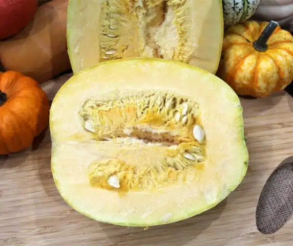 Cucurbita pepo Pyza - Afbeelding 4