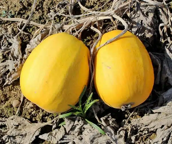 Cucurbita pepo Pyza - Afbeelding 3