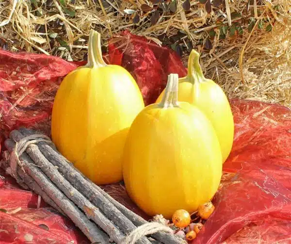 Cucurbita pepo Pyza - Afbeelding 2