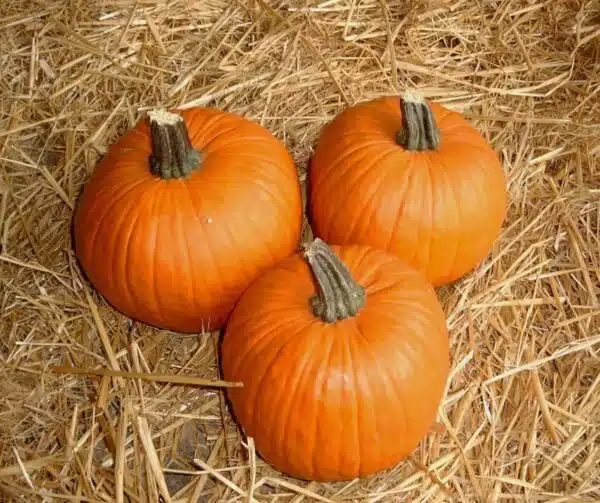 Cucurbita pepo Racer F1