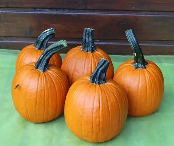 Cucurbita pepo Rascal F1 PMT