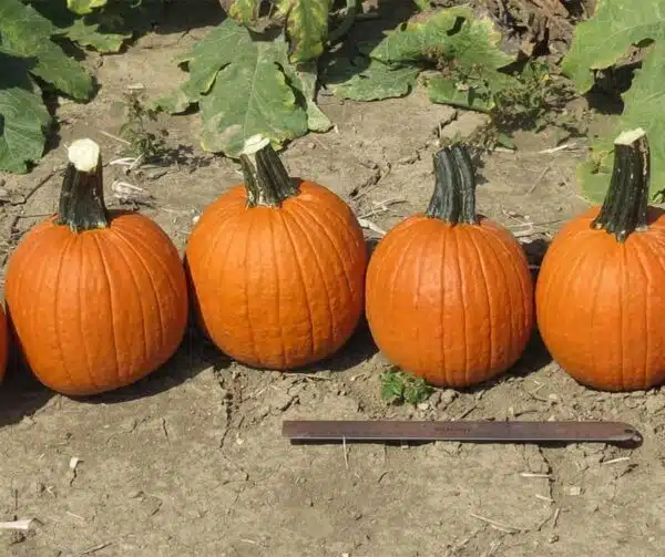 Cucurbita pepo Rascal F1 PMT - Afbeelding 3