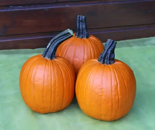 Cucurbita pepo Rascal F1 PMT - Afbeelding 2