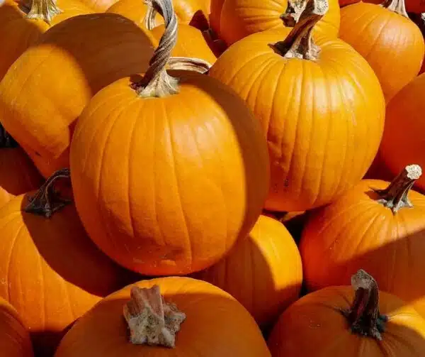 Cucurbita pepo Rockstar F1