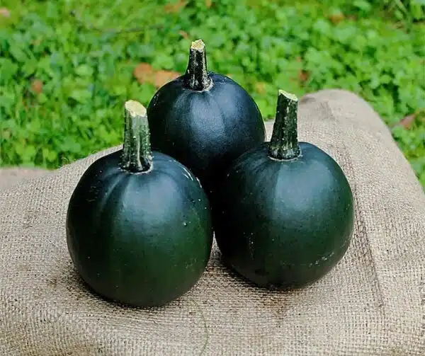 Cucurbita pepo Rondini