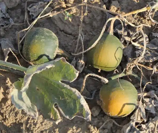 Cucurbita pepo Rondini - Afbeelding 2