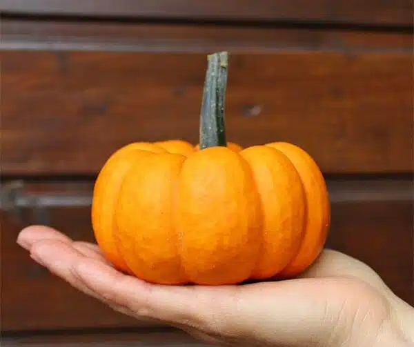 Cucurbita pepo SAM Orange PMT BIO - Bild 2