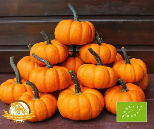 Cucurbita pepo SAM Orange PMT BIO