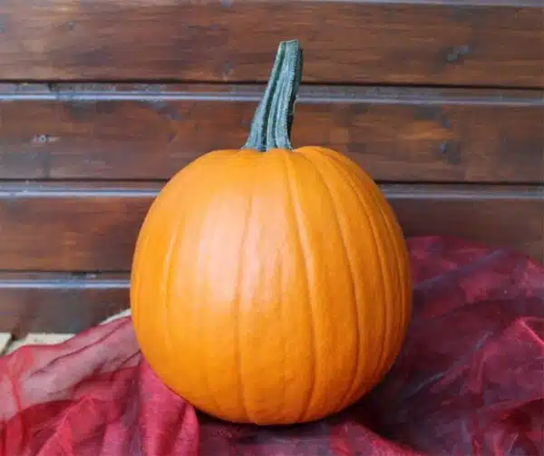 Cucurbita pepo Scream II F1 PMT - Afbeelding 3