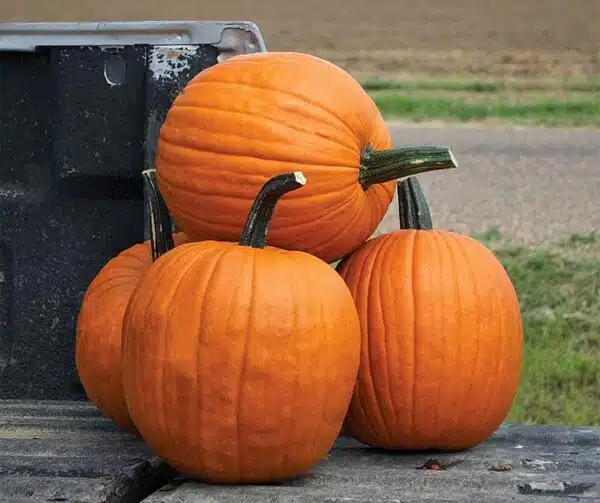 Cucurbita pepo Scream II F1 PMT