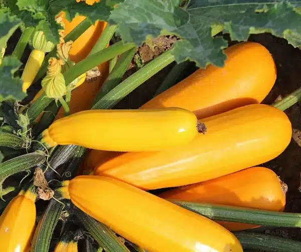 Cucurbita pepo (Цукіні) Себринг F1