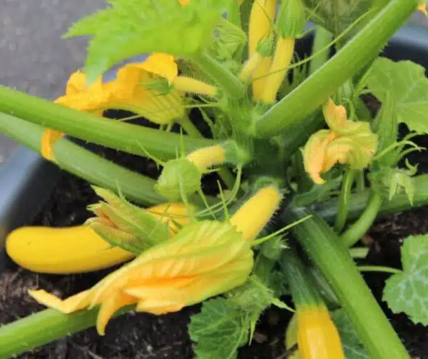 Cucurbita pepo (цукіні) Sebring F1 - малюнак 2