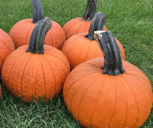 Cucurbita pepo Secrétariat F1 PMT