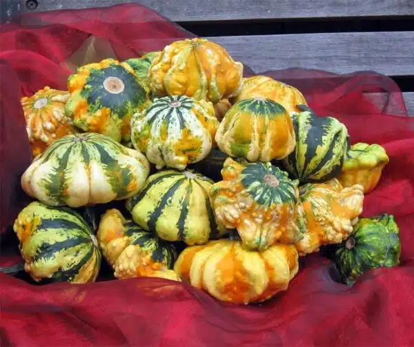 Cucurbita pepo Stars and Stripes