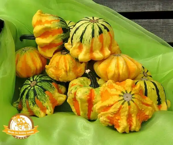 Cucurbita pepo Stars and Stripes - Afbeelding 2