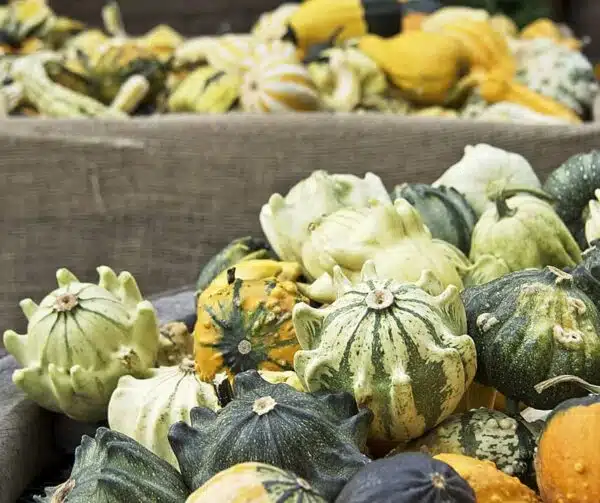 Cucurbita pepo Striped Crowns mixture