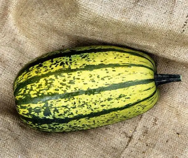 Cucurbita pepo Stripetti F1 - Bild 3