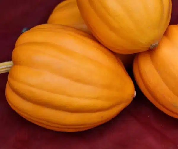Cucurbita pepo Table Gold - Immagine 3