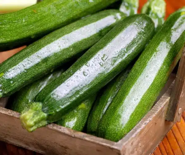 Cucurbita pepo (Цукіні) Тармино F1