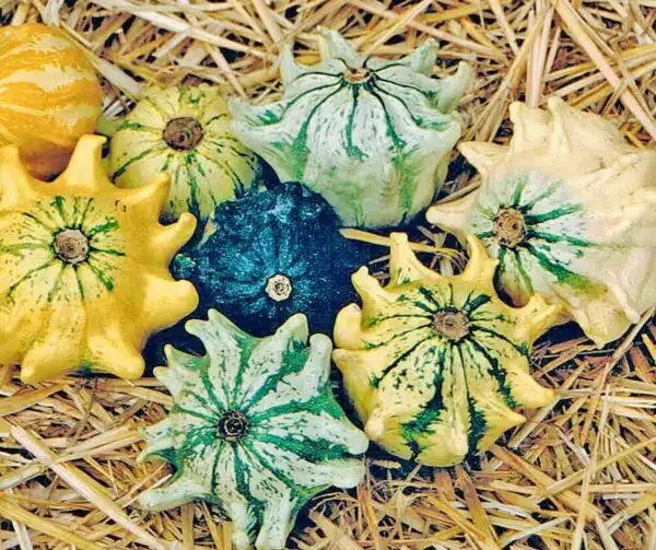 Cucurbita pepo Diez Mandamientos