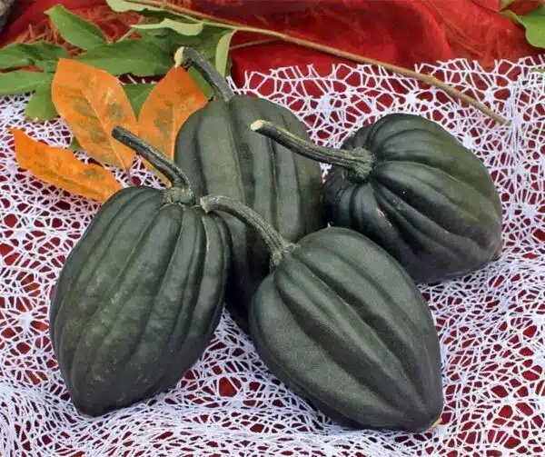 Cucurbita pepo Tuffy