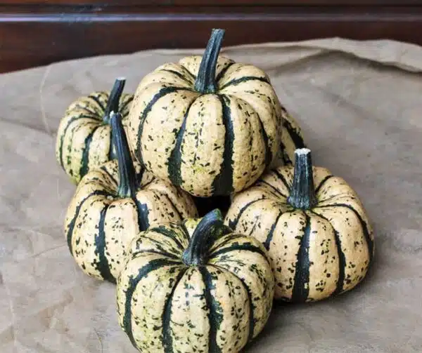 Cucurbita pepo Ugly Dumpling F1