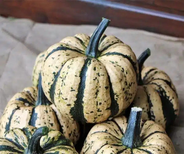Cucurbita pepo Ugly Dumpling F1 - Afbeelding 3