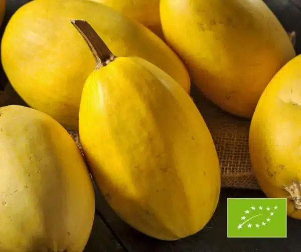 Cucurbita pepo Gemüsespaghetti BIO