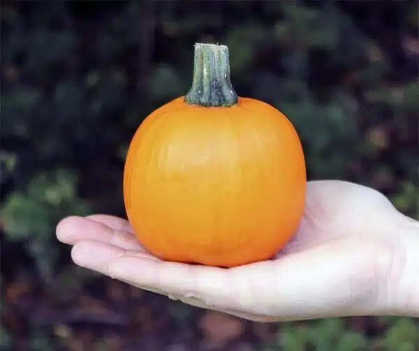 Cucurbita pepo W-be-little