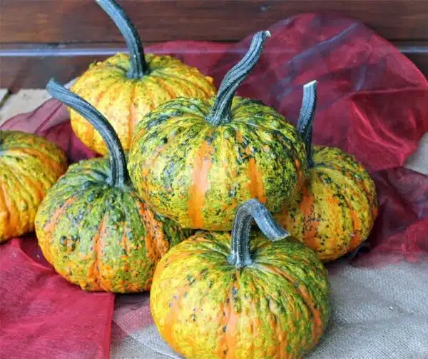 Cucurbita pepo Gnomo Verrucoso F1 PMT