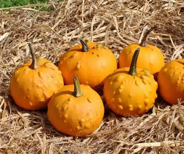 Гарбуз пепа (Cucurbita pepo)