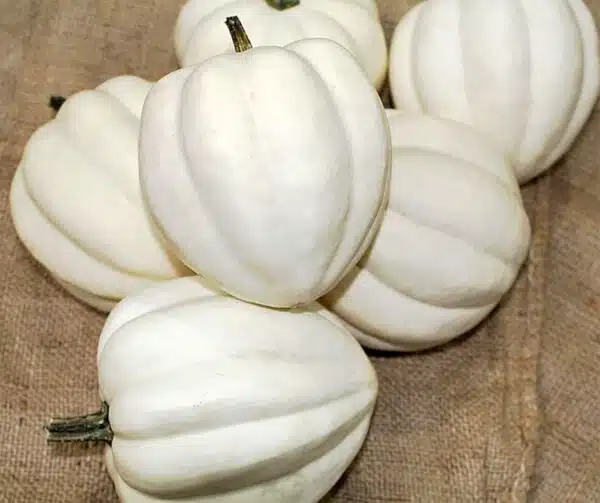 Cucurbita pepo White Pearl