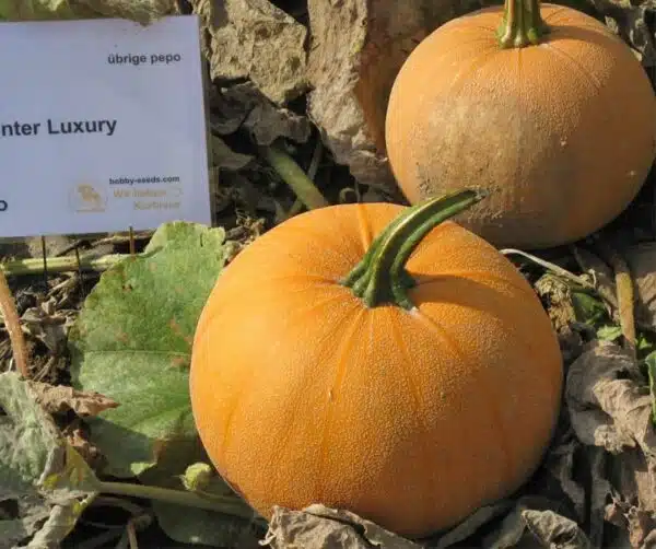 Cucurbita pepo Winter Luxury - Afbeelding 3