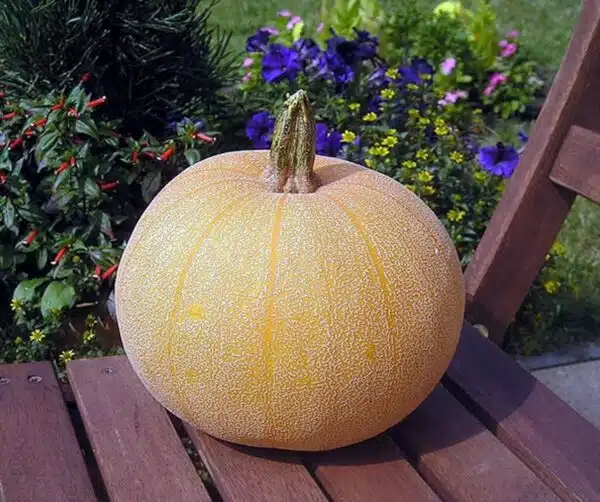 Cucurbita pepo Winter Luxury
